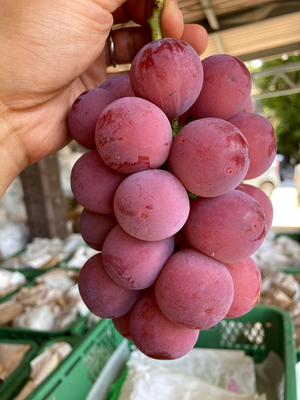 高山村のクイーンニーナ　来季の受付け中 クイーンニーナ