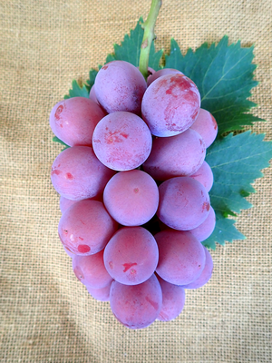 ネヅノハタケ | nezunohatake : 葡萄 | 山梨