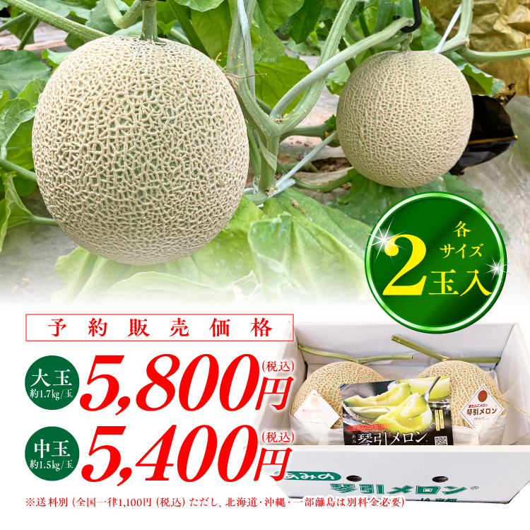 琴引メロン