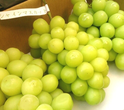 シャインマスカット２ｋｇ