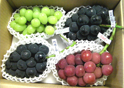 高級ぶどう おまかせ４房バラエティセット 2kg