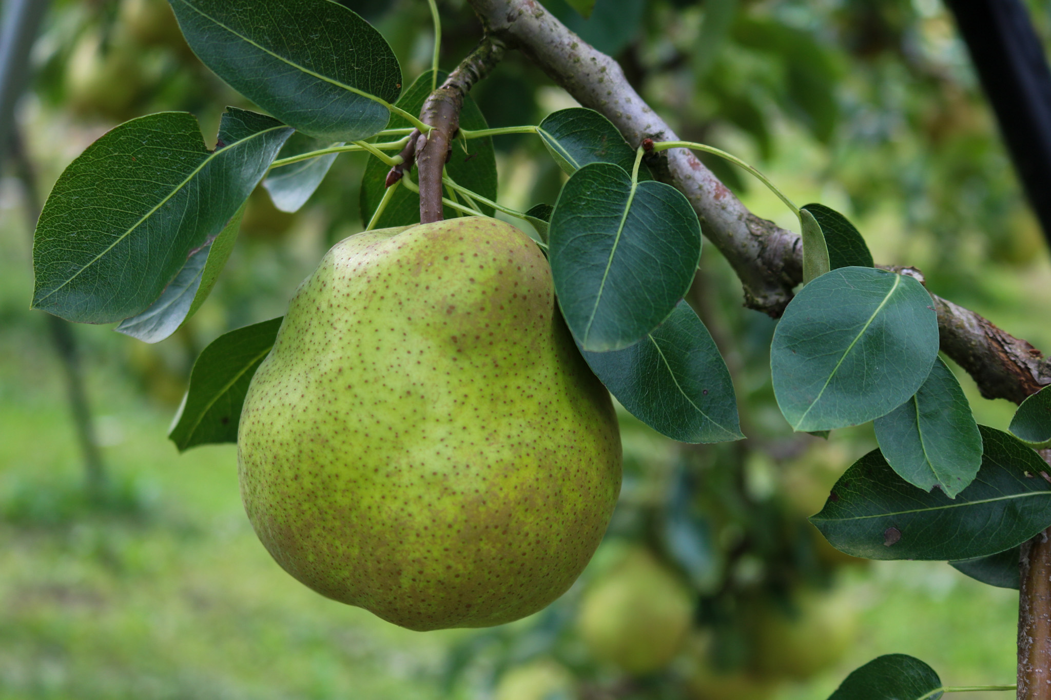 3kg(8～10玉)・数量限定】今が旬！生産量日本一を誇る、山形ラ