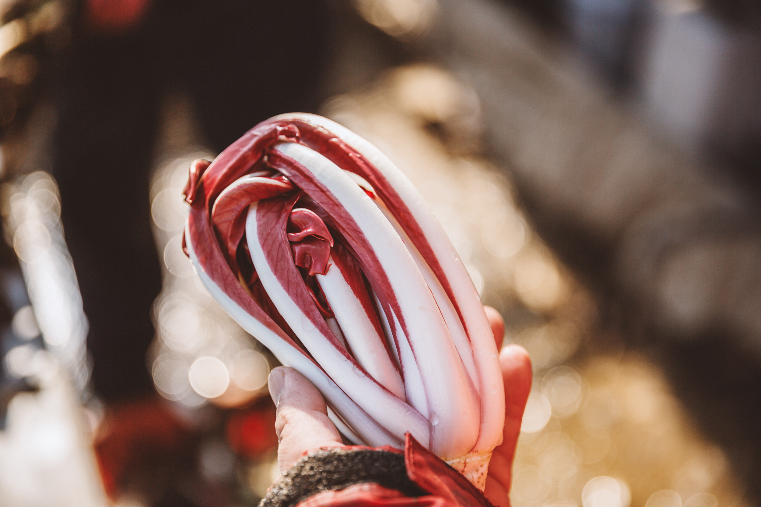 高級イタリア野菜1kg・レシピ付き】山形・かほく産トレヴィーゾ