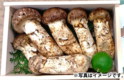 ＜上＞国内産松茸おまかせセット