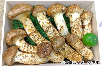 ＜最高峰＞松茸おまかせセット