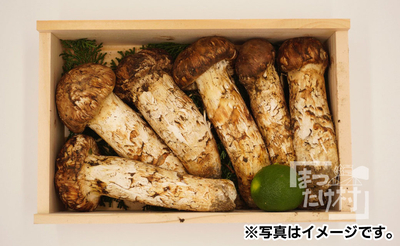 ＜特選＞国内産松茸おまかせセット
