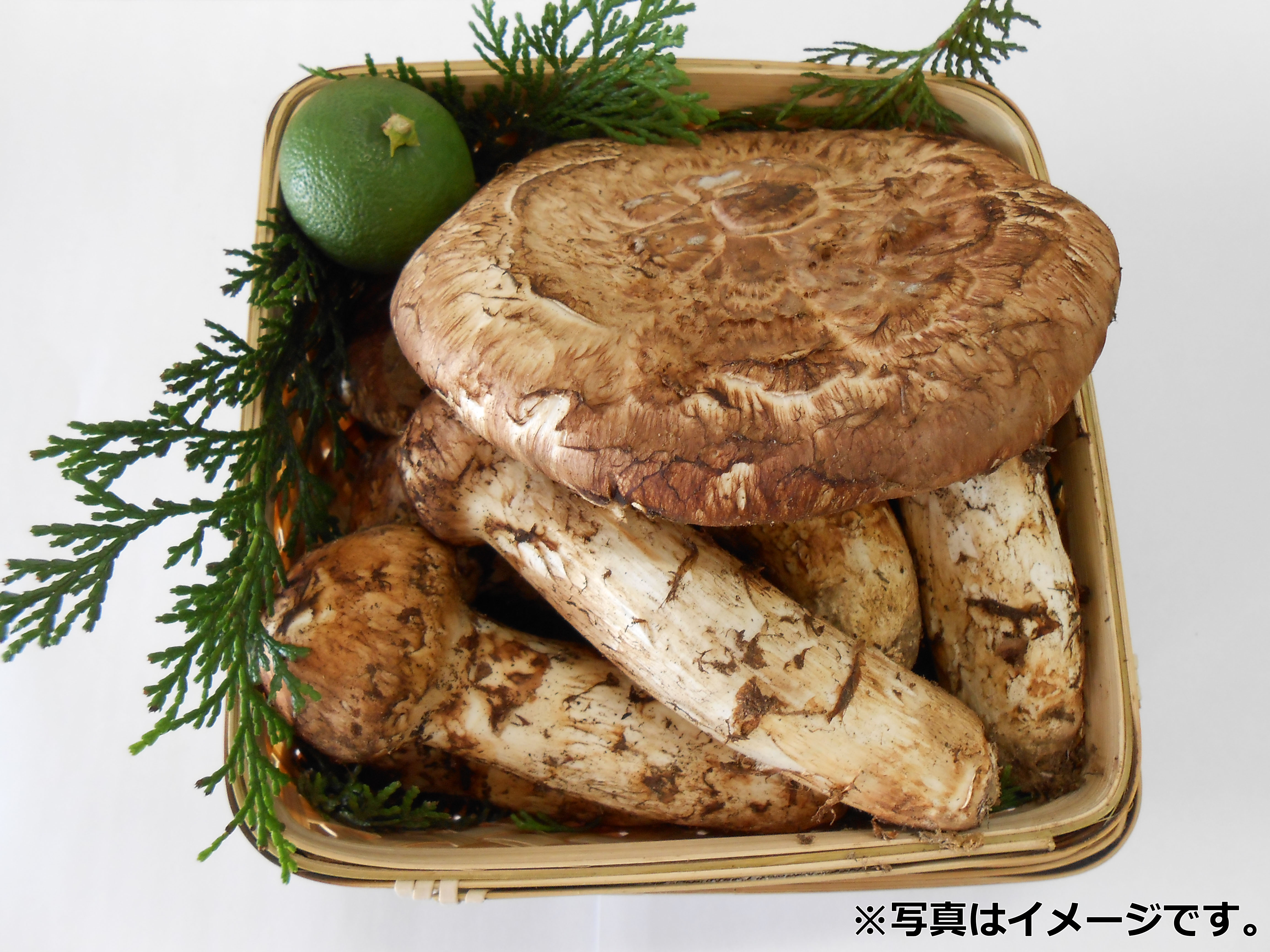 山形県 高畠産 松茸 【公式通販】