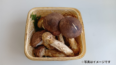 残り1セット！貴重・朝採り⭐︎ 山形県産天然松茸③　320g 楽天市場】松茸 山形の通販