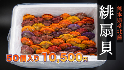 緋扇貝50個入
