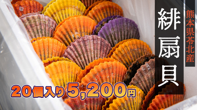 緋扇貝20個入