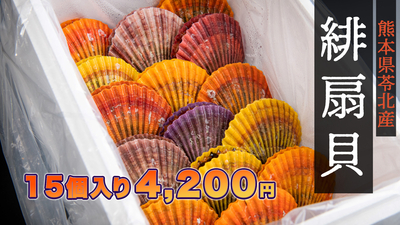 緋扇貝15個入