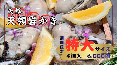 天草天領岩かき特大4個入