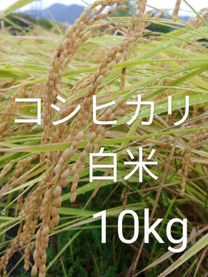 令和6年度産　コシヒカリ　白米　10kg  