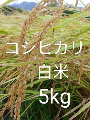 令和6年度産　コシヒカリ　白米　5kg 