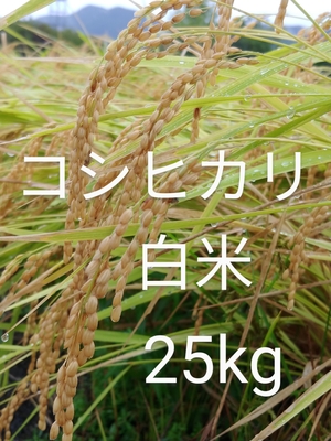 令和6年度産　コシヒカリ白米　25kg 