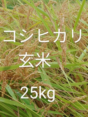 令和6年度産　コシヒカリ  玄米　25kg