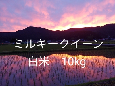 令和6年度産　ミルキークイーン　白米　10kg