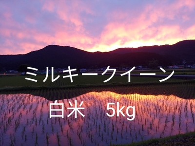 令和6年度産　ミルキークイーン　白米　5kg