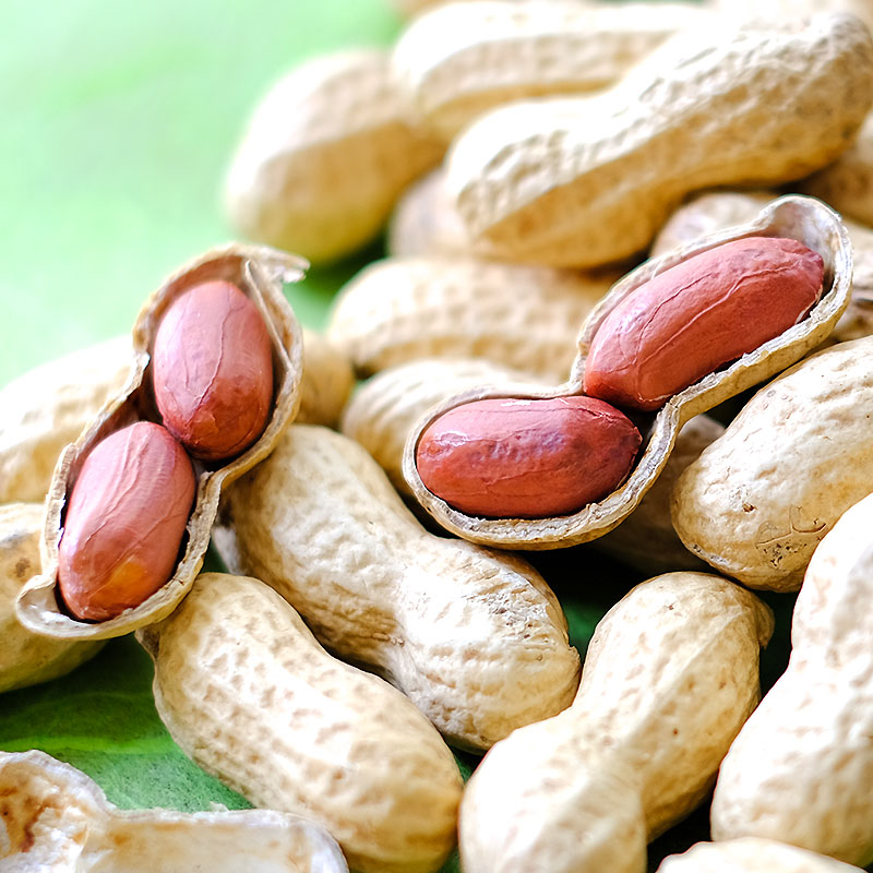 さやコンビ | 酒井のピーナツ【公式】