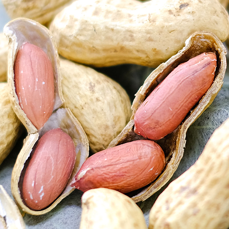 から付き 品種：Qなっつ | 酒井のピーナツ【公式】