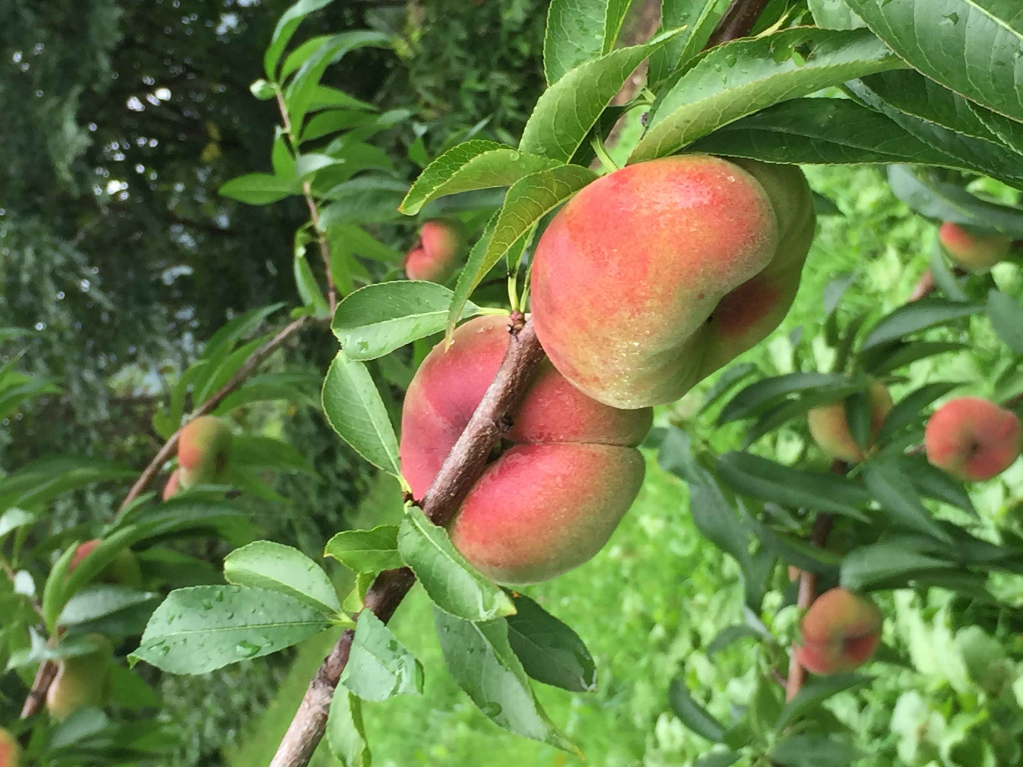 蟠桃 大紅蟠桃（たいこうばんとう）約1.5kg | 峠のふもと紅果園