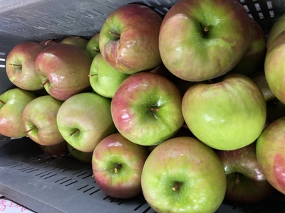 さわやかな酸味！すっぱい青りんご！　グラニースミス4.5kg