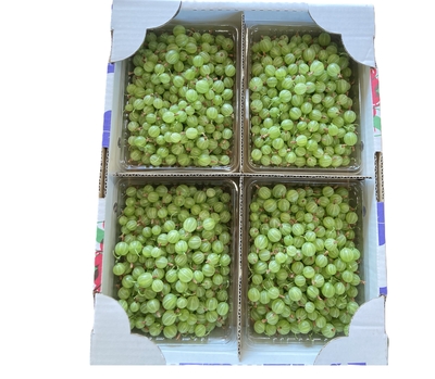グスベリー小玉（米国種）2ｋｇ（7月上旬発送予定）