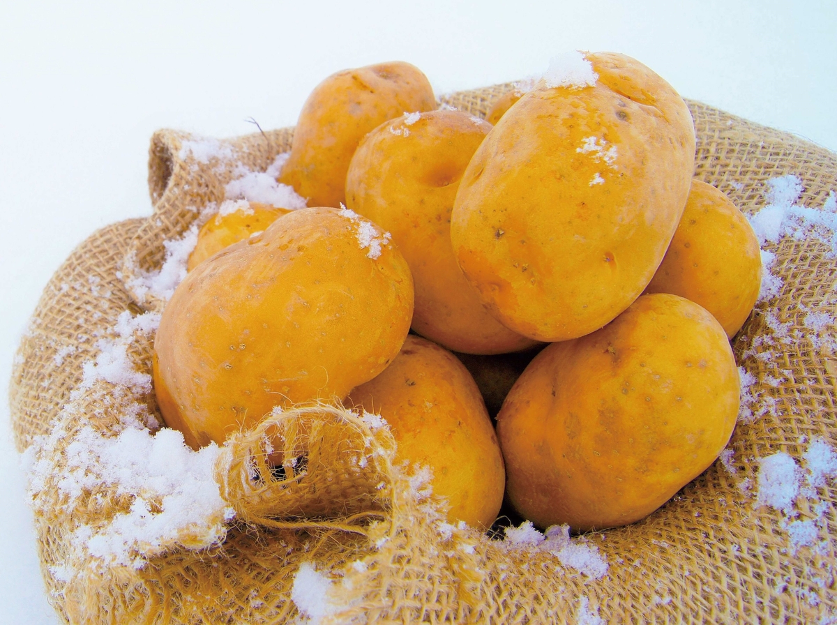 十勝めむろ産インカのめざめ5kg | JAめむろ