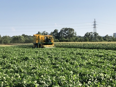 十勝めむろえだまめ「極」1箱(300g×20袋入) | JAめむろ