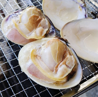 茅ヶ崎はまぐり
