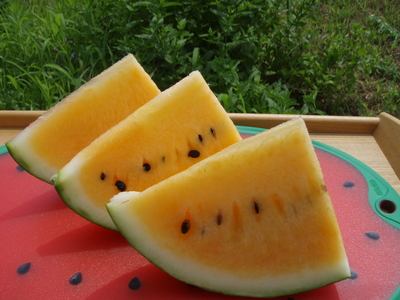 ★サマーオレンジ（日付指定不可、7月末～8月初旬お届け）