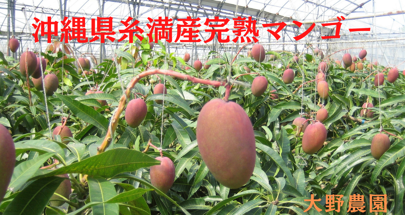 〈スポット特価〉沖縄県産 摘果マンゴー@35g(20〜50g)約20kg【常温① 期間限定 摘果マンゴー （2.5kg）：沖縄県産の果物｜食べチョク