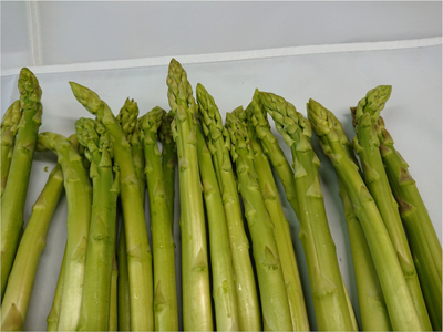 夏アスパラ | 鈴木農園