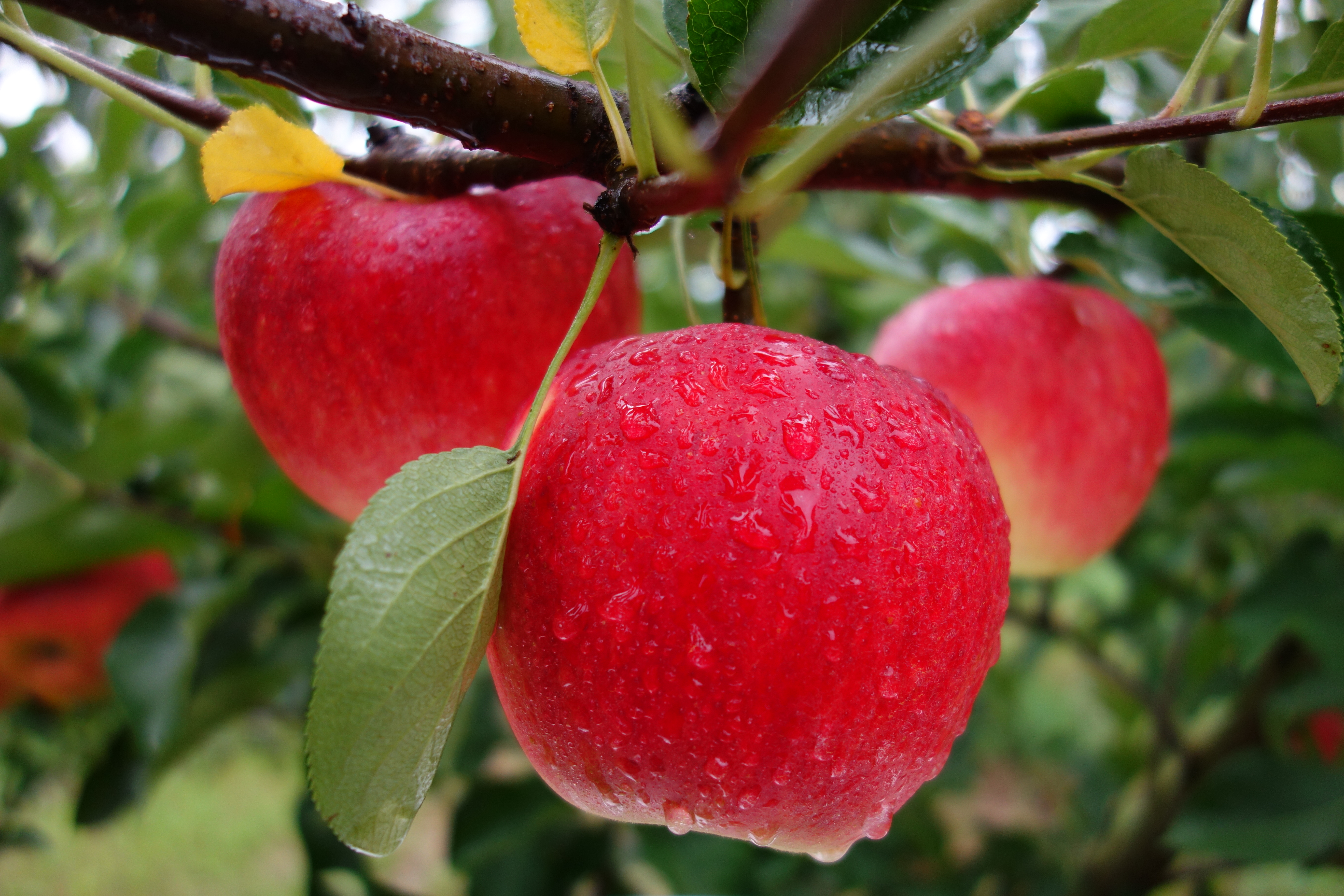 クリックしてください