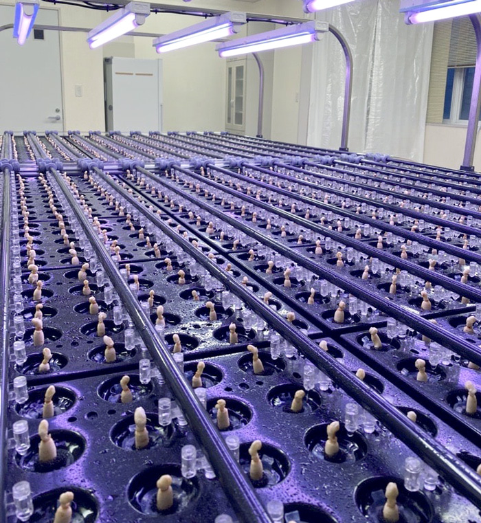 薬局栽培の高麗人参1000 1本 | アポクリート｜健幸彩活