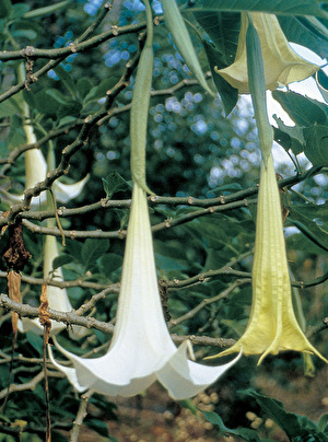 トランペット形の花を咲かせるワトソニア200球 ノーマル 