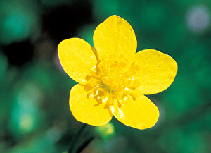 フラワーエッセンス（103種類） | 公式FES Afeej