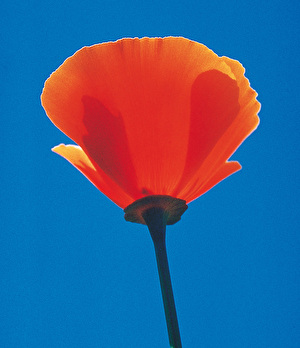 FESフラワーエッセンス／フルセット103本 FESフラワーエッセンス／フルセット103本 Amazon | FES