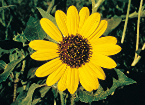 フラワーエッセンス（103種類） | 公式FES Afeej