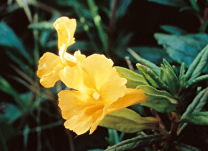 フラワーエッセンス（103種類） | 公式FES Afeej