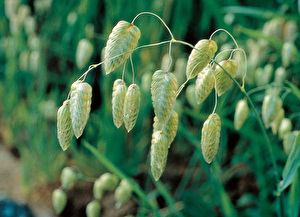 フラワーエッセンス（103種類） | 公式FESフラワーエッセンスショップ