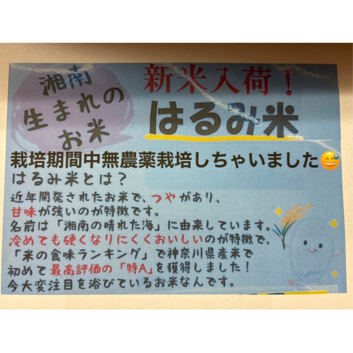 神奈川県はるみ米 令和6年度新米24キロ
