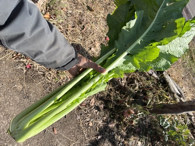 【秋より販売予定】信州産　野沢菜