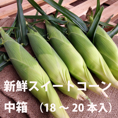 わたあめとうもろこし　8本『少しこぶり』 小美玉市ブランドとうもろこしjuwari-じゅわり- | Juwari-じゅわり-