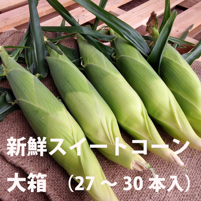 【信濃町産8/25頃より出荷】サニーショコラ　大箱（27～30本入り）