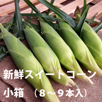 【信濃町産8/25頃より出荷】サニーショコラ　小箱（8～9本入り）