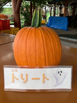 【9月より販売予定】ハロウィンカボチャ　Big！