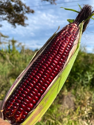 【受取不可日の指定できません】大和ルージュ　小箱（6本入）