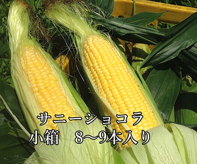 完売【小布施町産】サニーショコラ　小箱（8〜9本入）