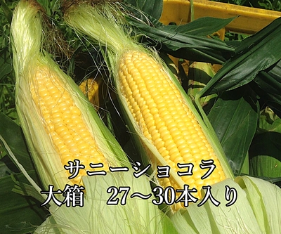 完売【小布施町産】サニーショコラ　大箱（27〜30本入）